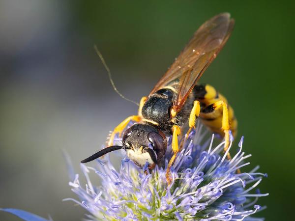 Bijenwolf (Philanthus triangulum)